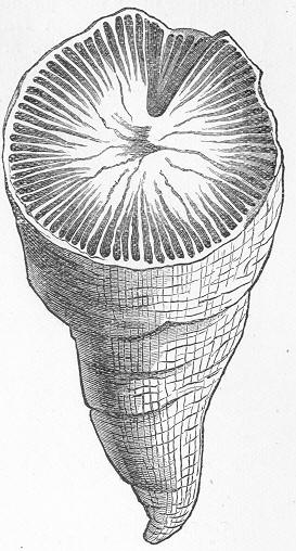 Fig. 81