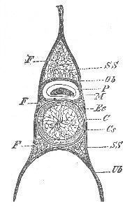 10. CROSS-SECTION OF AXIAL SKELETON OF PETROMYZON.
HERTWIG, FROM HIEDERSHEIM.