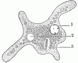 Fig. 2.&mdash;Amoeba. 1. Nucleus. 2. Contractile vesicle. 3. Nutritive vacuole containing a bacillus.