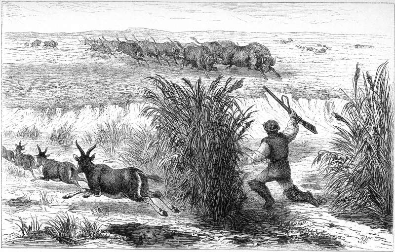 Von schwarzen Gnu's &uuml;berrascht.