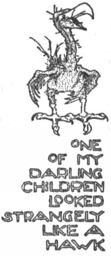 One of the children looked like a
hawk