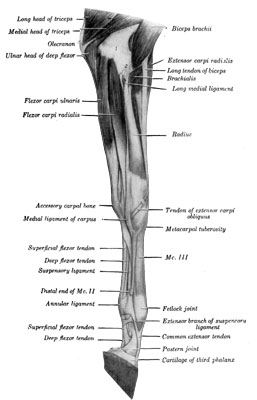 Fig. 3&mdash;Muscles of Left Thoracic Limb from Elbow Downward; Medial (Internal) View. The fascia and the ulnar head of the flexor carpi ulnaris have been
removed. 1, Distal end of humerus; 2, median vessels and nerve. (From
Sisson's ''Anatomy of the Domestic Animals'').