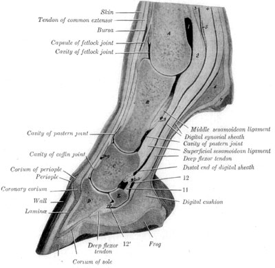 Fig. 4&mdash;Sagital Section of Digit and Distal Part of Metacarpus.
A, Metacarpal bone; B, first phalanx; C, second phalanx, D, third
phalanx; E, distal sesamoid bone; 1, volar pouch of capsule of fetlock
joint; 2, inter-sesamoidean ligament; 3, 4, proximal end of digital
synovial sheath; 5, ring formed by superficial flexor tendon; 6, fibrous
tissue underlying ergot; 7, ergot; 8, 9, 9', branches of digital
vessels; 10, distal ligament of distal sesamoid bone; 11, suspensory
ligament of distal sesamoid bone; 12, 12', proximal and distal ends of
bursa podotrochlearis. (From Sisson's ''Anatomy of the Domestic
Animals'').
