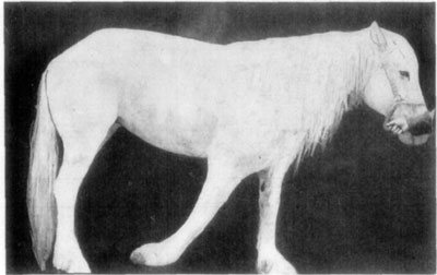 Fig. 22&mdash;A chronic case of contraction of both flexor
tendons of the phalanges. In this case (presented at a clinic of the
Kansas City Veterinary College) because of long continued contraction of
the flexors, which prevented weight being supported with any degree of
comfort, there resulted a partial paralysis of the extensors, and
consequently the extremity was dragged on the ground.