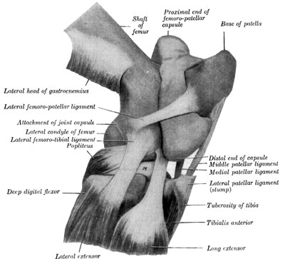 Fig. 43&mdash;Right stifle joint; lateral view. The
femoro-patellar capsule was filled with plaster-of-Paris and then
removed after the cast was set. The femoro-tibial capsule and most of
the lateral patellar ligament are removed. M. Lateral meniscus. (From
Sisson's ''Anatomy of the Domestic Animals.'')