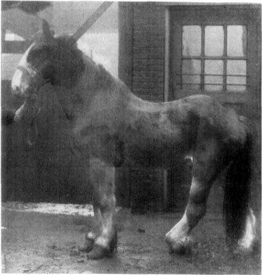 Fig. 50&mdash;Chronic gonitis. The knuckling which results
from long continued inactivity of the crural muscles in chronic cases is
marked in this instance. Photo by Dr. L.A. Merillat.