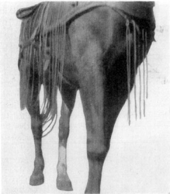 Fig. 55&mdash;Spavin.