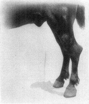 Fig. 60&mdash;''Capped hock.'' Distension of the bursa over the
summit of the os calcis.