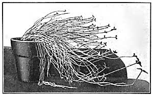 FIG. 85&mdash;Stems and leaves of oxalis growing toward the
light.