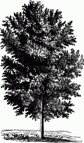 American Ash.&mdash;See Page 25.