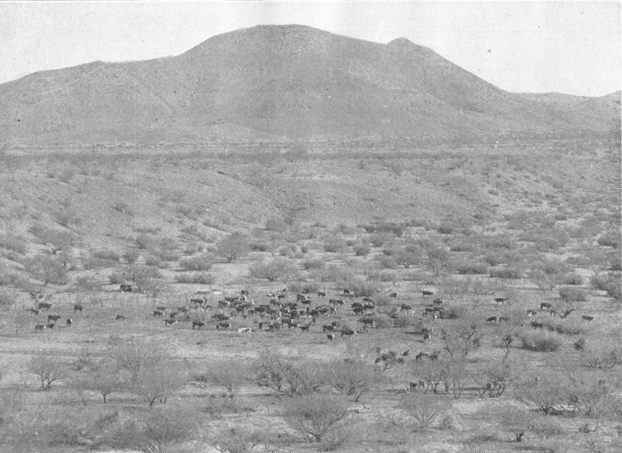 Plate II. Fig. 1.&mdash;Winter View of Area Inhabited by Kangaroo Rats.