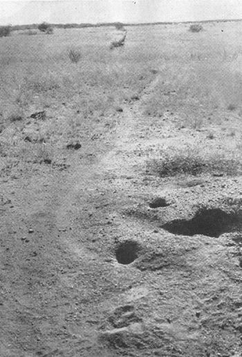 Plate VI. Fig. 1.&mdash;Runway of Dipodomys s. spectabilis.