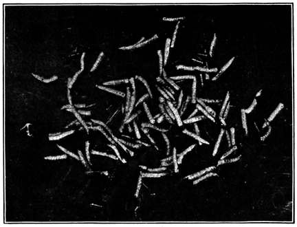 Fig. 6.--Larv&aelig; , or maggots, of the house fly.
 About natural size. (Newstead.)
