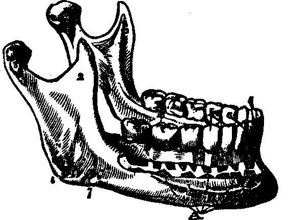 Illustration:
Fig. 26. A view of the lower jaw. 