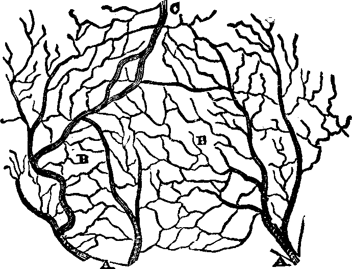 Illustration:
Fig. 46: An ideal view of the papillæ. 