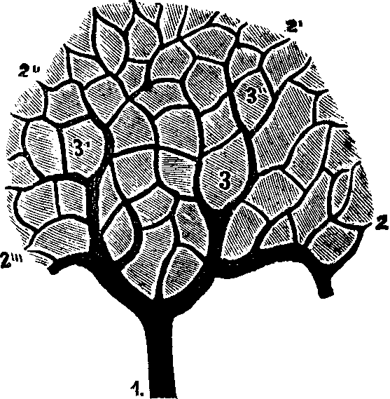Illustration:
Fig. 52. Section of the Liver, showing the ramifications of the portal vein. 