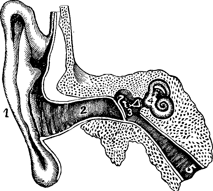 Illustration:
Fig. 64. Internal and external ear.