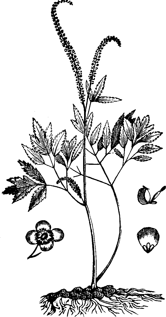 Illustration:
Fig. 114. Black Cohosh. 