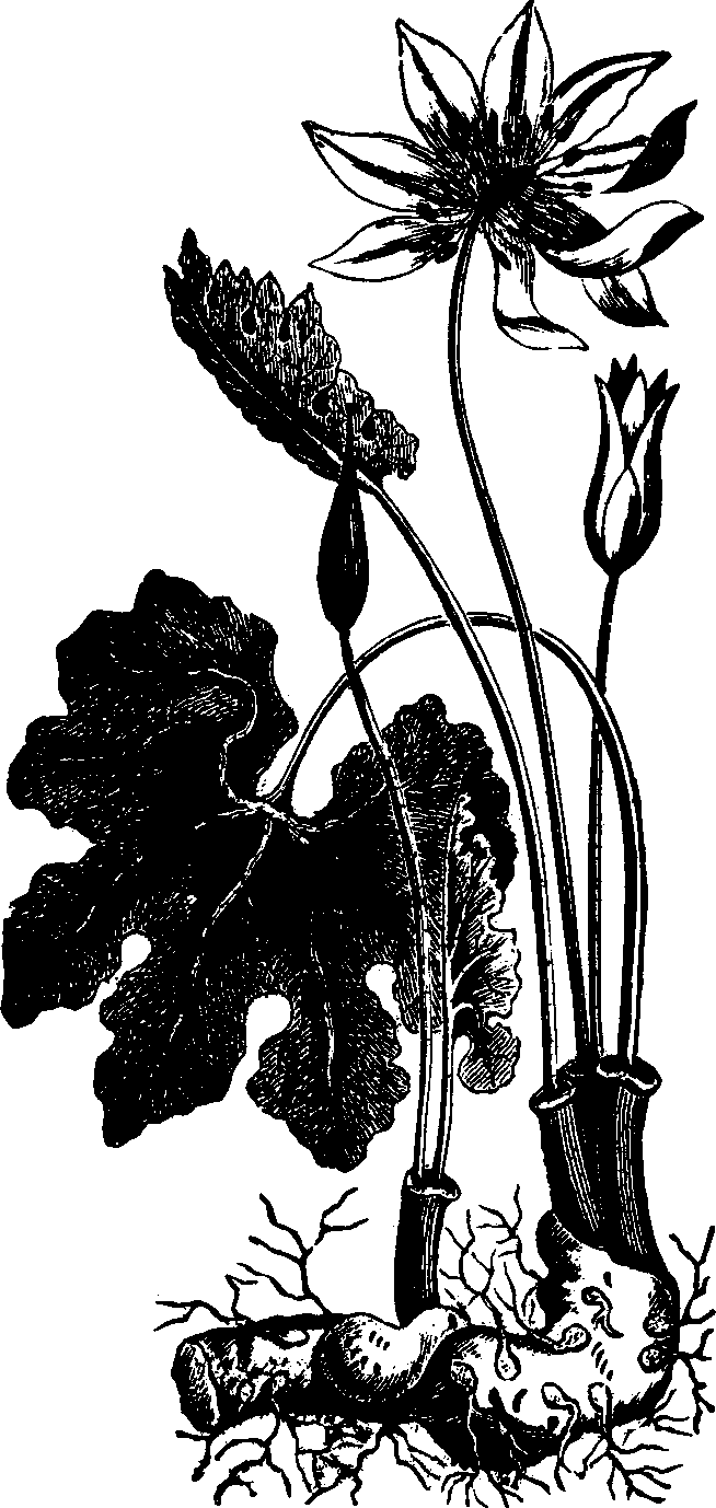 Illustration:
Fig. 115. Blood-root. 