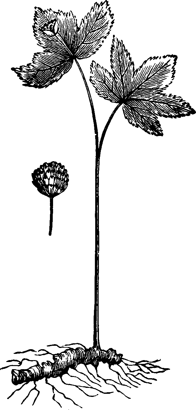 Illustration:
Fig. 141. Golden Seal. 