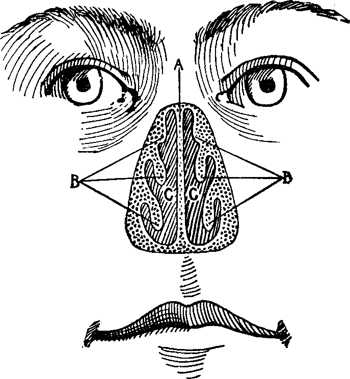 Illustration:
Fig. 14. Anterior view of the healthy nasal passages as seen with the
projecting portion of the nose removed.