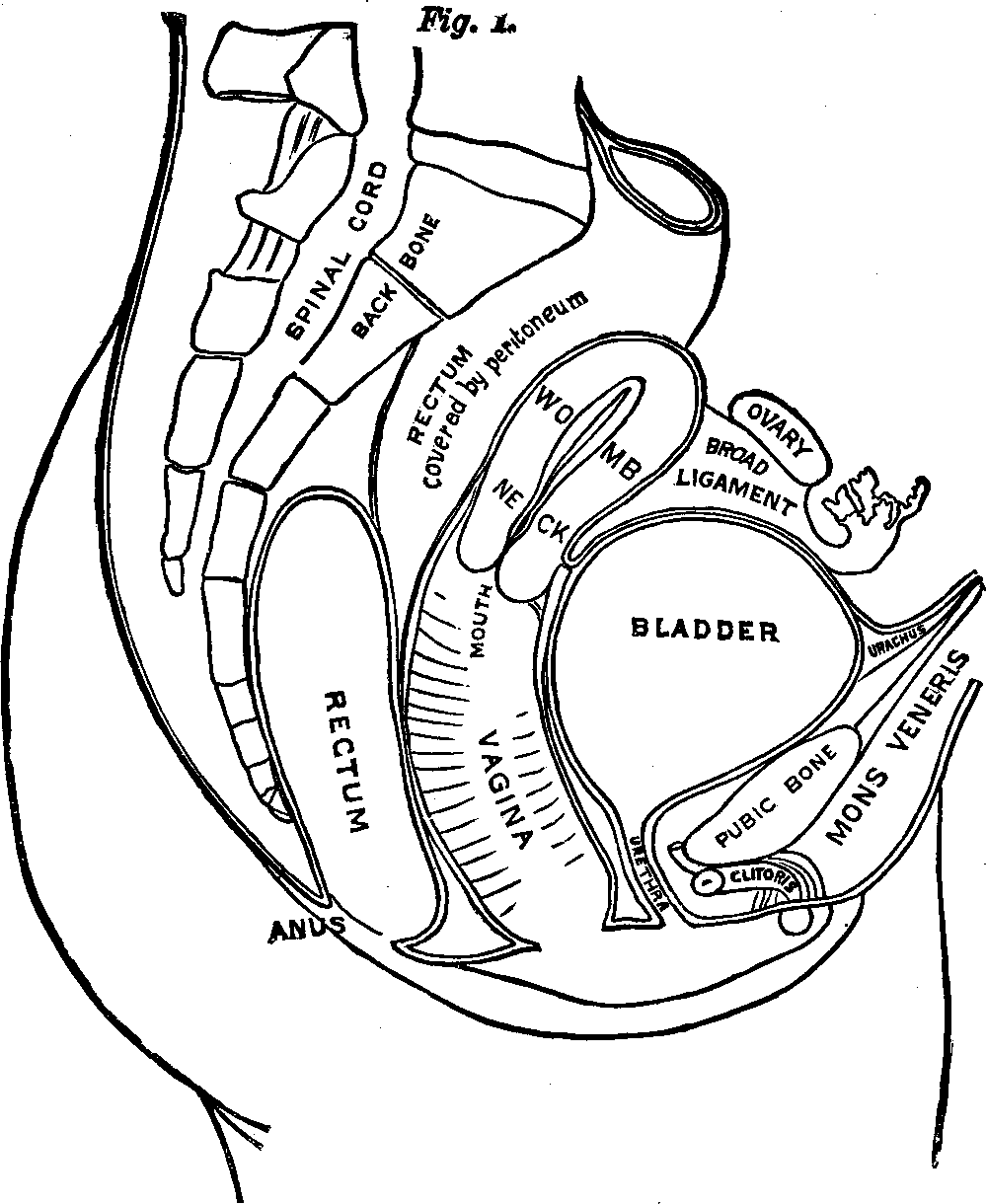 Illustration:
OUTLINE OF THE FEMALE URINARY AND GENERATIVE ORGANS.  The above cut is
introduced here to assist in conveying a correct idea of the Urinary and
Generative Organs of Woman, their form and relative positions, together
with the bones, muscles and other tissues forming the cavity of the pelvis
in which the organs rest, and by which they are protected. By dividing that
portion of the body directly through the middle from before backward, we
first cut through the cushion of fat (mons veneris) covering the pubic
bone, then in succession the bone, bladder, womb, vagina, rectum, front
half of spine, spinal marrow, rear half of spine, and lastly the muscles
and skin. Just underneath the bone in front is revealed that sensitive
organ, the clitoris, a facsimile of the male organ in miniature, the head
of which protrudes, while the body is covered with tissue, but is readily
traced with the finger. Further back is the urethra, or water passage,
which is one and a half inches long. Next is the vagina. When closed, its
mucous lining is folded in upon itself, and requires dilating in order to
be cleansed and to apply remedies. On the vagina rests the hollow,
pear-shaped womb, the small end of which protrudes into the vagina, and in
which is a small opening, leading through the neck into the cavity of the
organ. On either side of the womb, near its top, are the Fallopian tubes
leading to the ovaries, situated between the womb and hip bones. At every
menstruation these organs throw off a germ-cell, which passes through the
Fallopian tubes into the uterine cavity.
