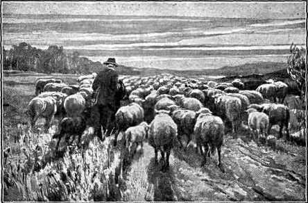 EVENTIDE

Home to the fold.