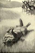 LYING ON MY BACK AS THOUGH I WERE DEAD, I HELD MY TAIL
STRAIGHT UP.