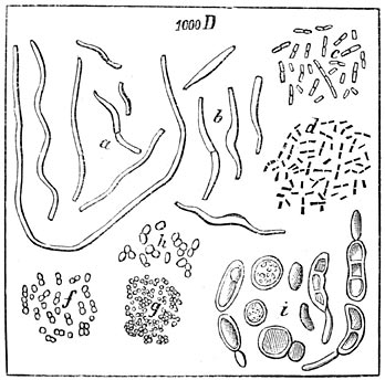 Fig. 34. Microben in den dampkring, 1000 maal vergroot: a, b, Vibrionen; c, d, Bacteri&euml;n; f, g, h, Micrococci.