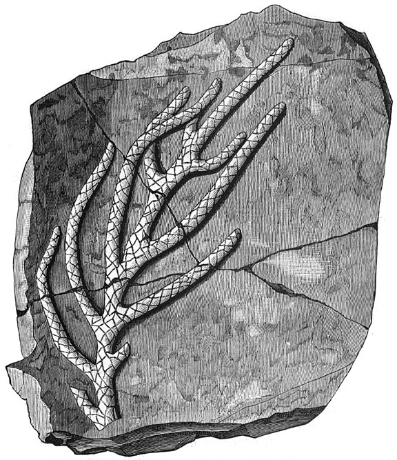 Fig. 67. De raadselachtige organismen der oude zee&euml;n. (Brachyphyllum gracile).