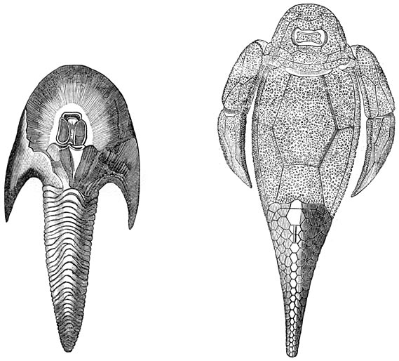 Fig. 123&ndash;124. De eerste visschen.&mdash;Devonische periode. Cephalaspis Lyellii en Pterichthys Milleri.
