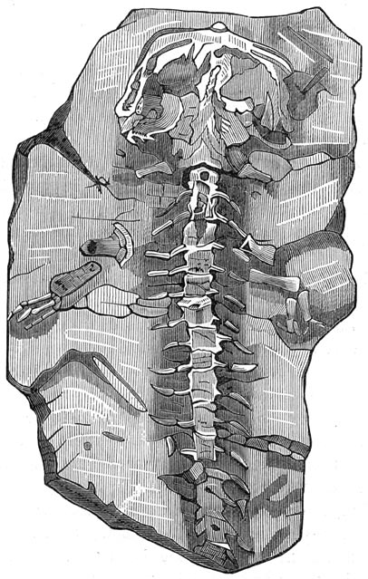Fig. 291. De mensch, getuige van den zondvloed, volgens Scheuchzer. (1725). Versteende salamander.