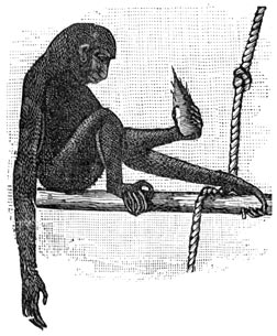 Fig. 319.&mdash;De gulzigheid.