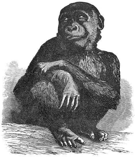 Fig. 321. De gorilla uit het muse&uuml;m van Parijs, &eacute;&eacute;ne maand vóór zijnen dood.