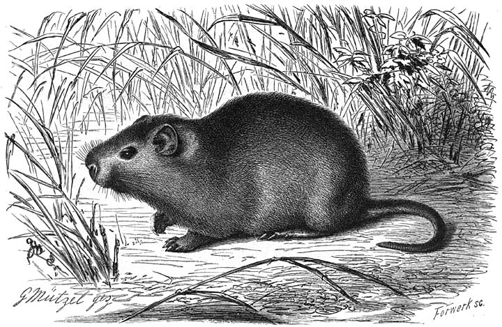 Rietrat (Aulacodus swinderianus). &frac14; v.d. ware grootte.