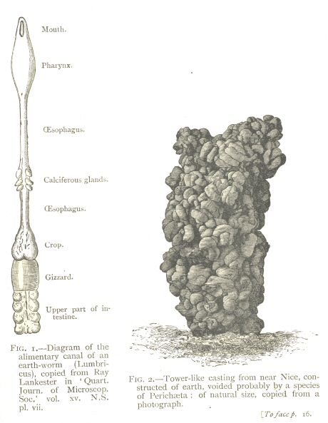 Fig. 1: Diagram of the alimentary canal of an earth-worm.  Fig.
2: Tower-like casting from near Nice