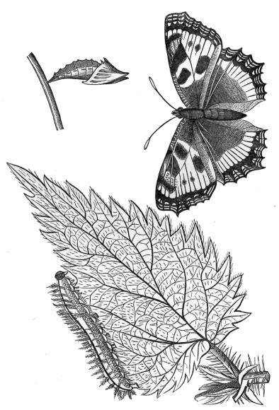 LARVA, CHRYSALIS, AND INSECT OF THE SMALL TORTOISE-SHELL
BUTTERFLY. (Vanessa urtic&aelig;.)