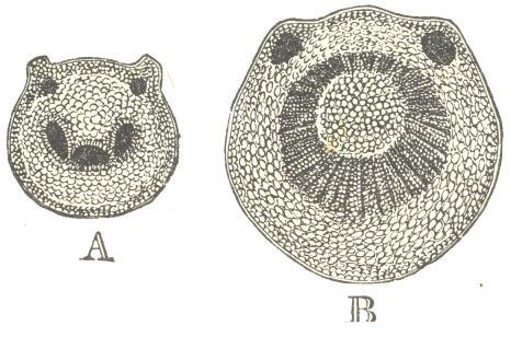 Fig. 4.  Solanum jasminoides.  A. Section of the petiole in its
ordinary state.  B. Section of the petiole some weeks after it
had clasped a stick, as shown in fig. 2