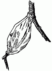 Fig. 150&mdash;Each leg of the trousers is made separately.