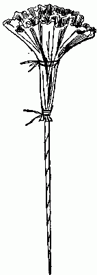 Fig. 237&mdash;Tie the flower to the stem.