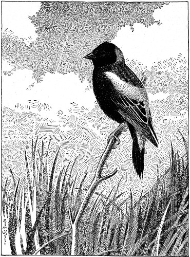 Nature has kept faith with him and brought him safely
back to his meadow.