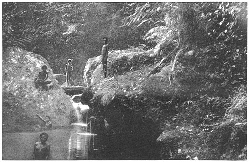 A Haunt of the Bird of Paradise 