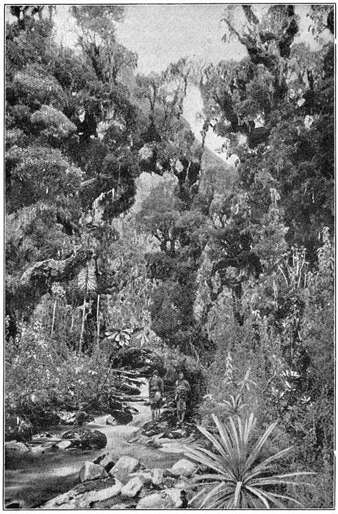 De Moboekoe-rivier in het Ericacee&euml;nbosch.