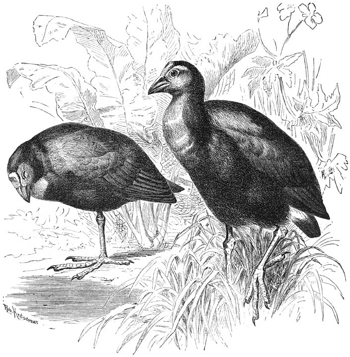 Blauwe Purperkoet (Porphyrio hyacinthinus). &frac14; v.d. ware grootte.