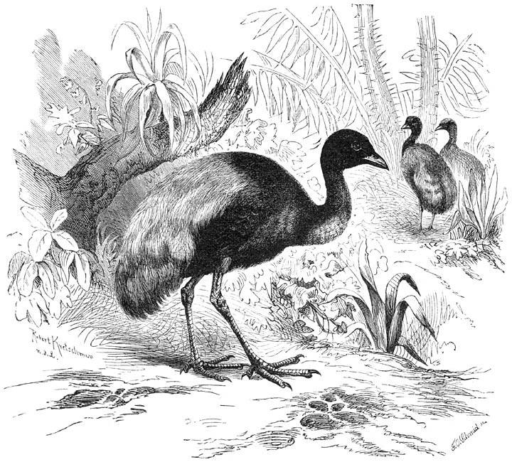 Agami (Psophia crepitans). &frac14; v.d. ware grootte.