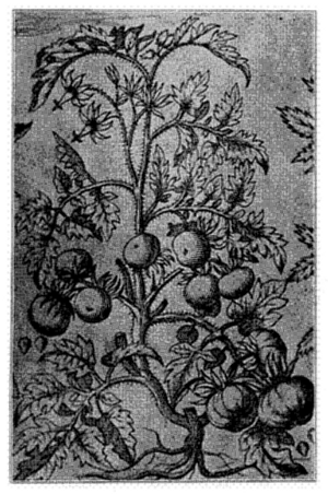 FIG. 10&mdash;AN EARLY ILLUSTRATION OF THE TOMATO
(From Morrison's "Historia Universalis," 1680)