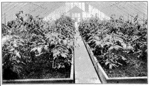 FIG. 26&mdash;TRAINING YOUNG TOMATOES IN GREENHOUSE AT NEW
YORK EXPERIMENT STATION (Photo by courtesy Prof. U. P. Hedrick)