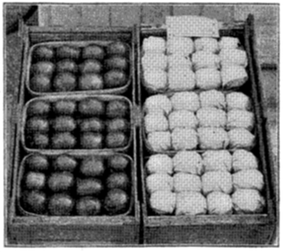 FIG. 29&mdash;FLORIDA TOMATOES PROPERLY
WRAPPED FOR LONG SHIPMENT (Photo by courtesy of American Agriculturist)