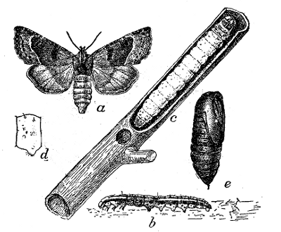 FIG. 39&mdash;TOMATO STALK-BORER (Papaipema nitela)