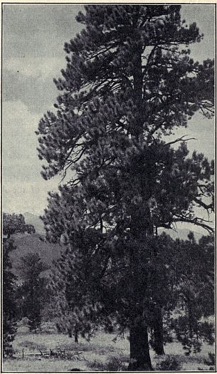 WESTERN YELLOW PINE

A magnificent tree which furnishes valuable timber. Range:
Hills and mountains of western United States. Photograph by
Albert E. Butler.